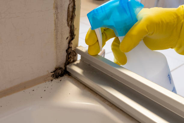 Best Commercial Mold Removal  in Pompton Lakes, NJ