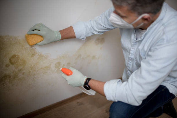 Best Office Mold Removal Services  in Pompton Lakes, NJ