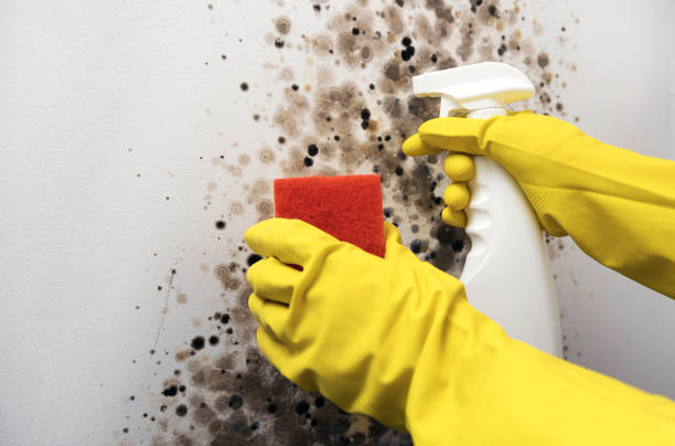 Professional Mold Removal in Pompton Lakes, NJ