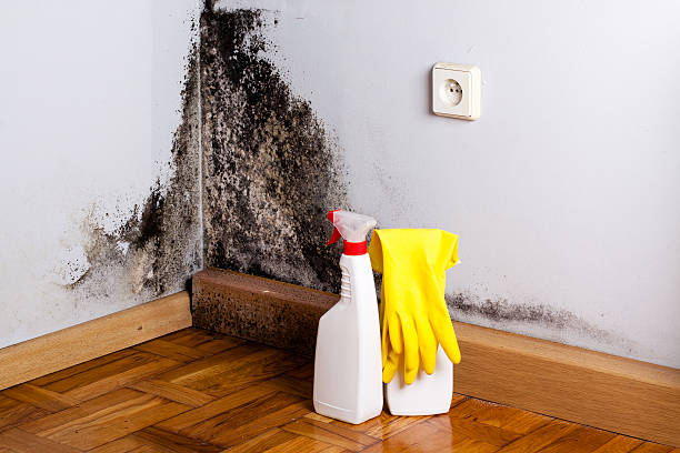 Best Home Mold Removal  in Pompton Lakes, NJ