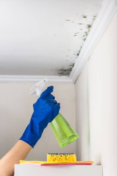 Best Fast Mold Removal  in Pompton Lakes, NJ